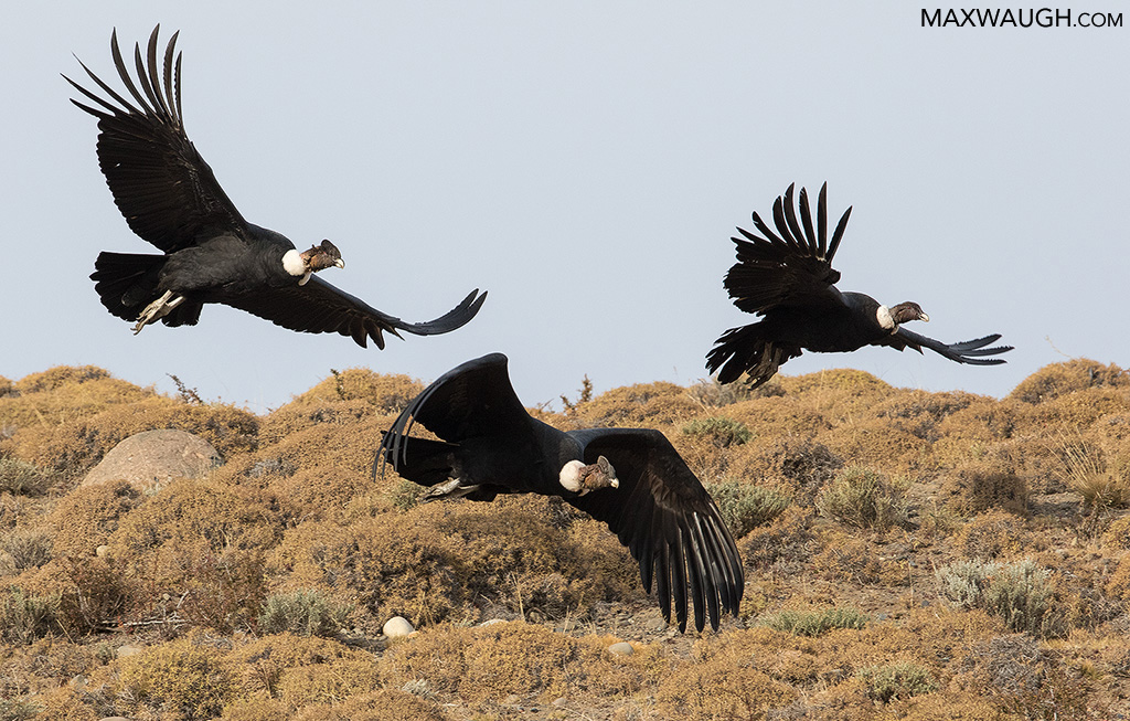 Andean Condors