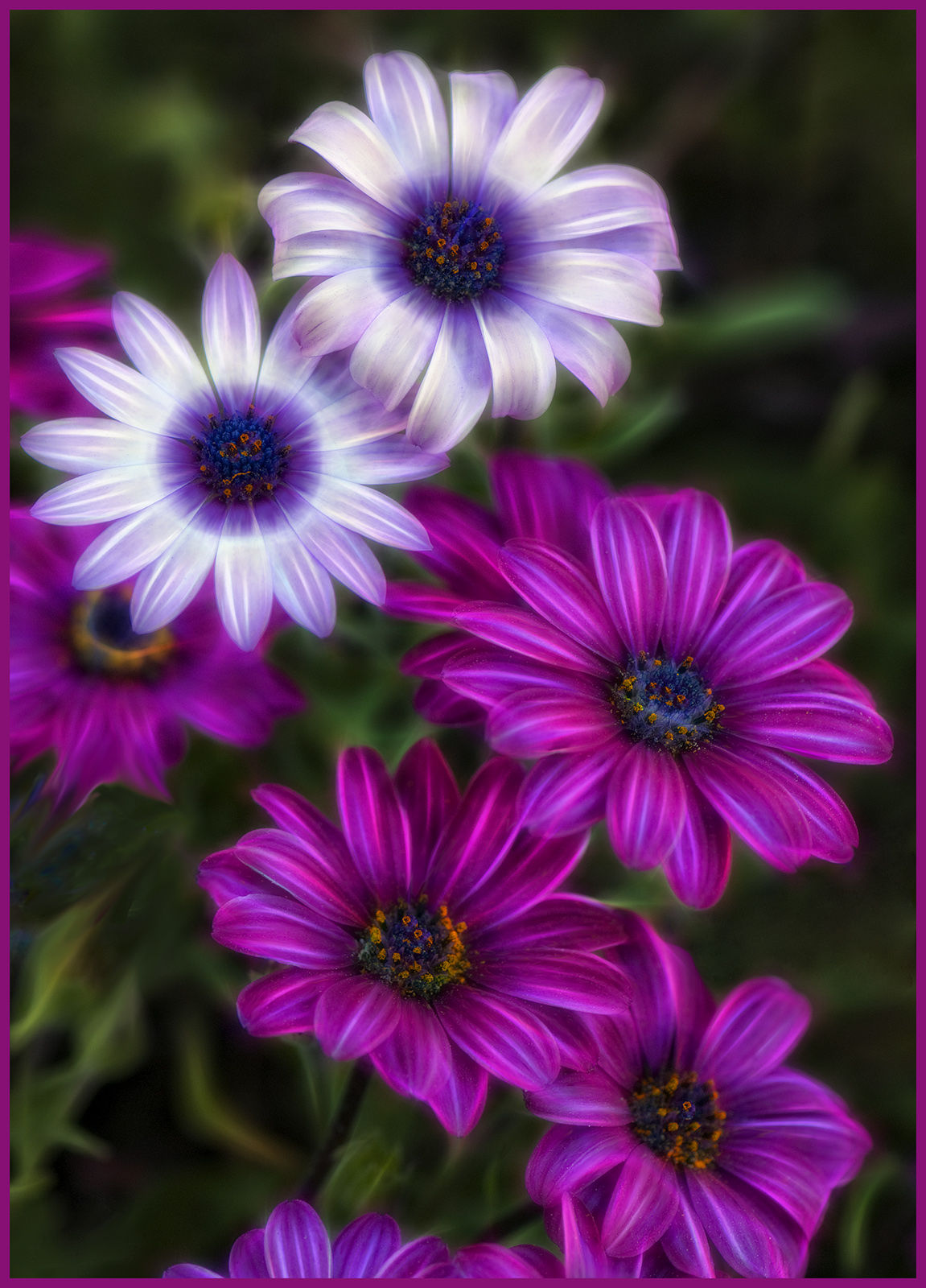Gerbera