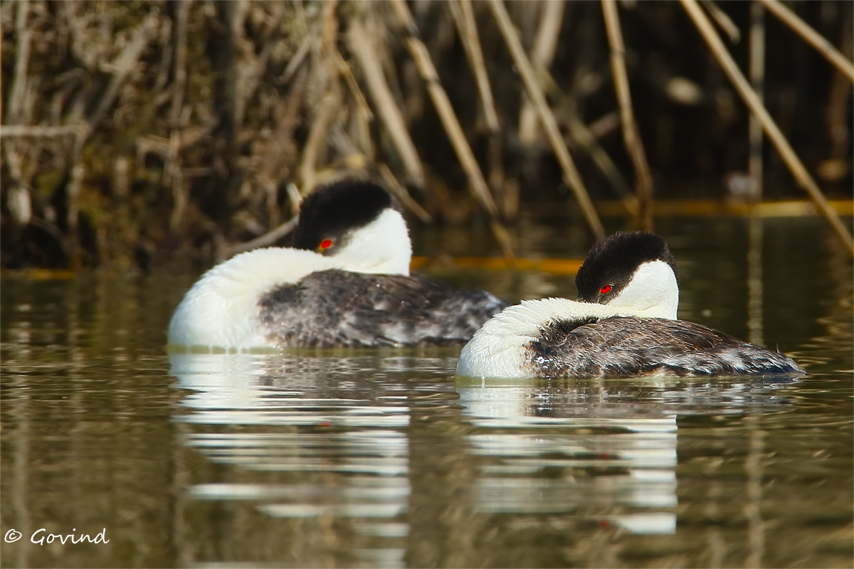 Drowsy western grebes