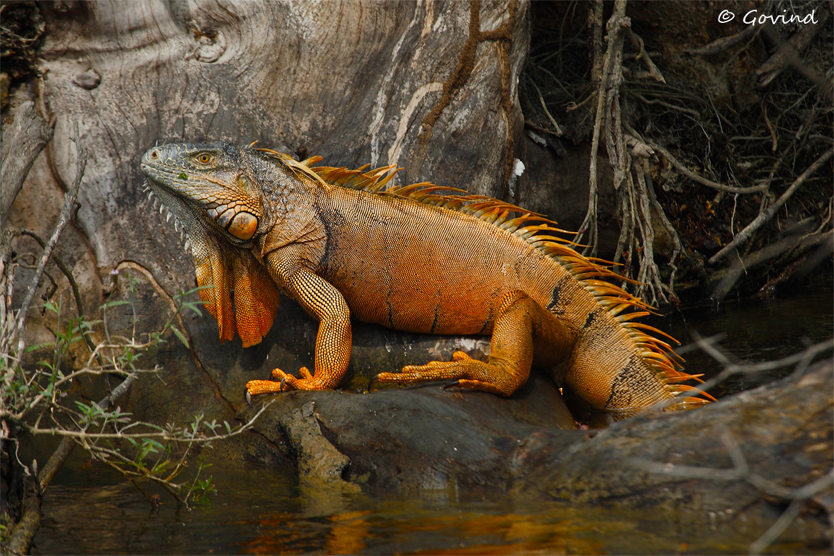 Male green iguana