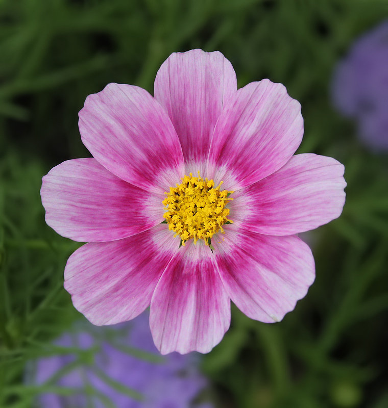 Cosmos #2