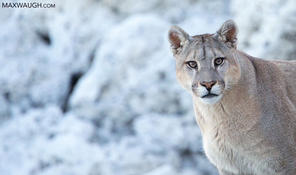 Male Puma