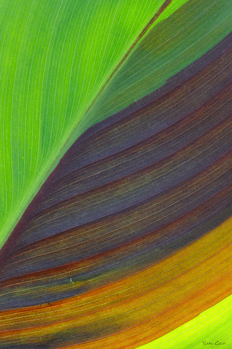 Canna Leaf #1