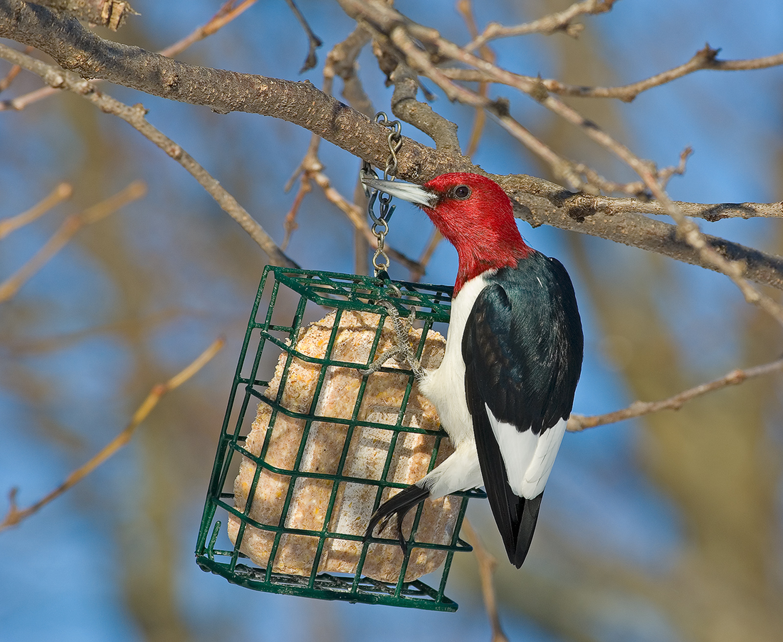 Red-Headed Woodpecker