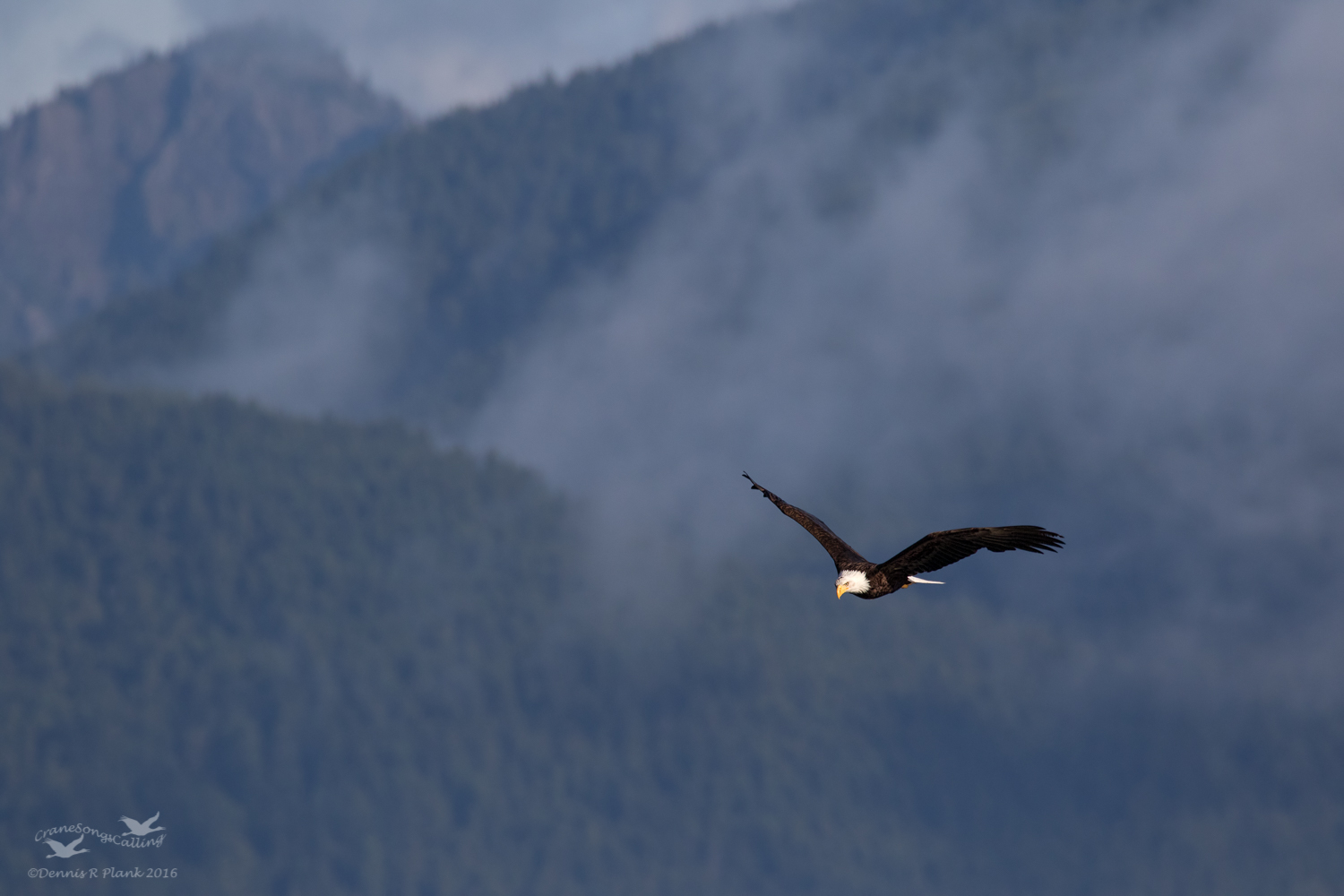 Last Bald Eagle