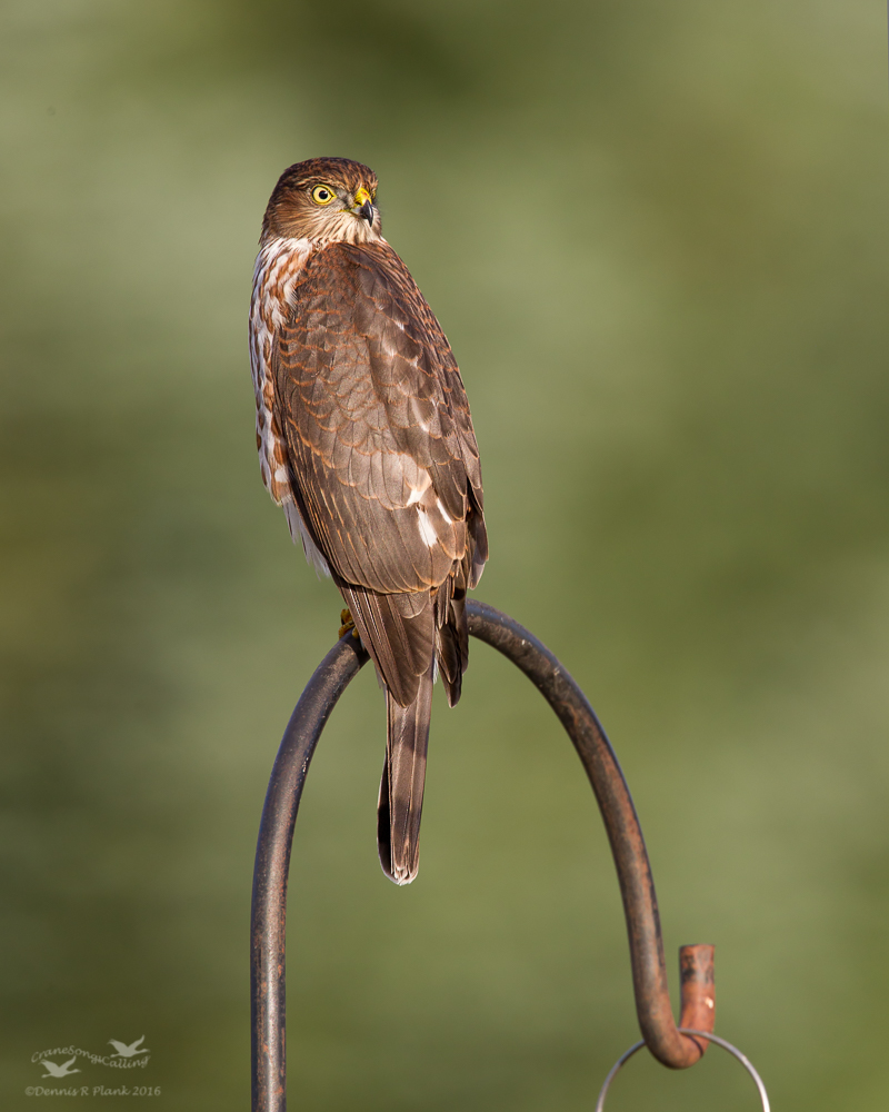 I'll Have the Siskin