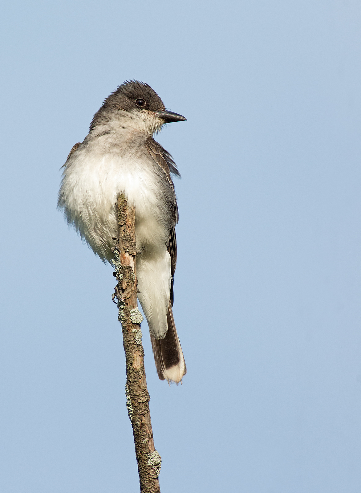 Eastern Kingbird