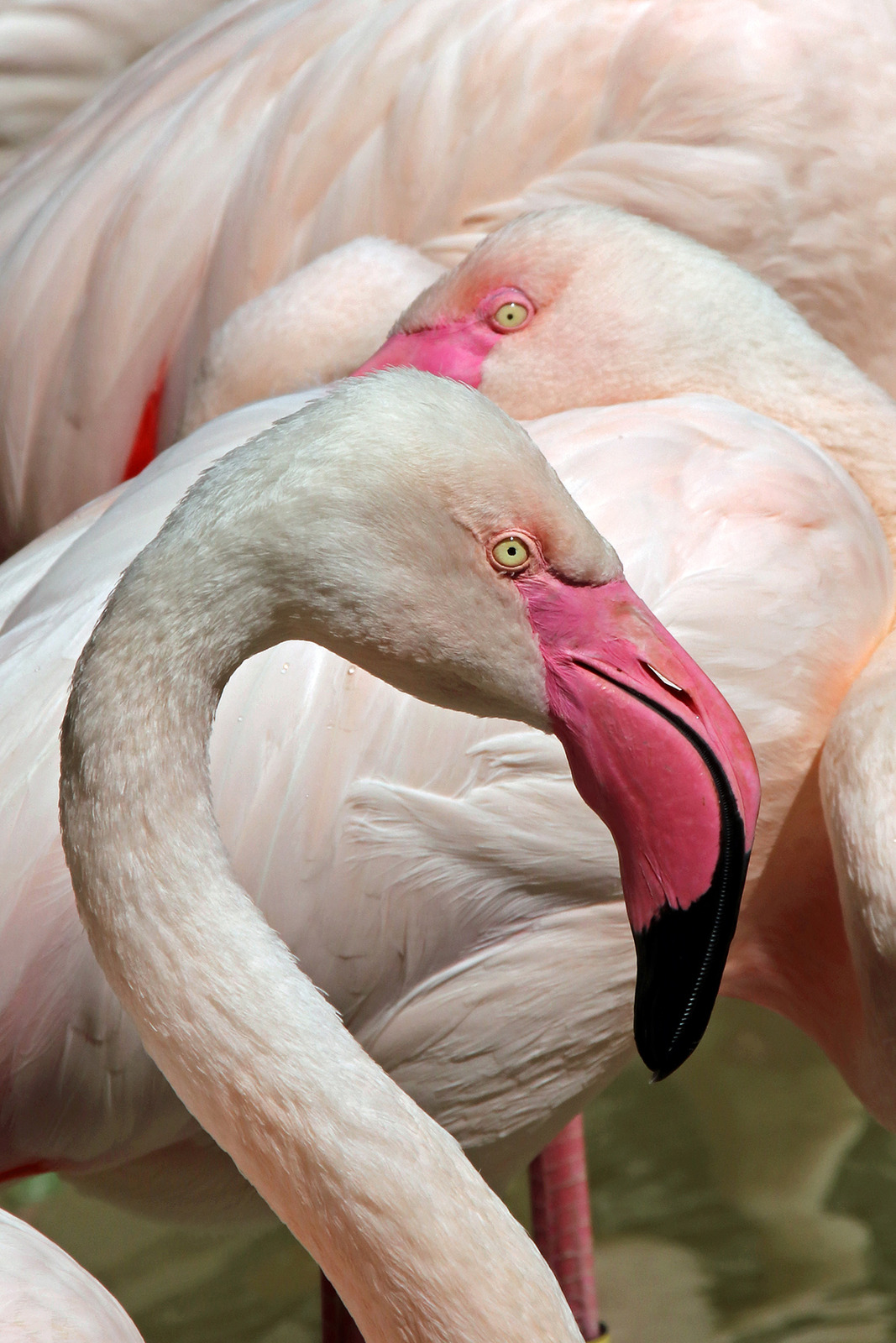 Eye of the flamingo