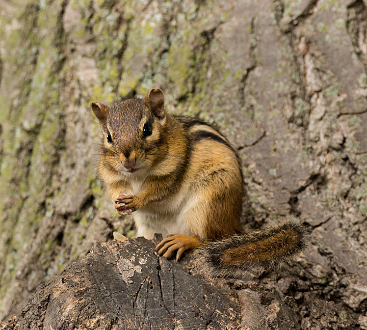 Praying for food