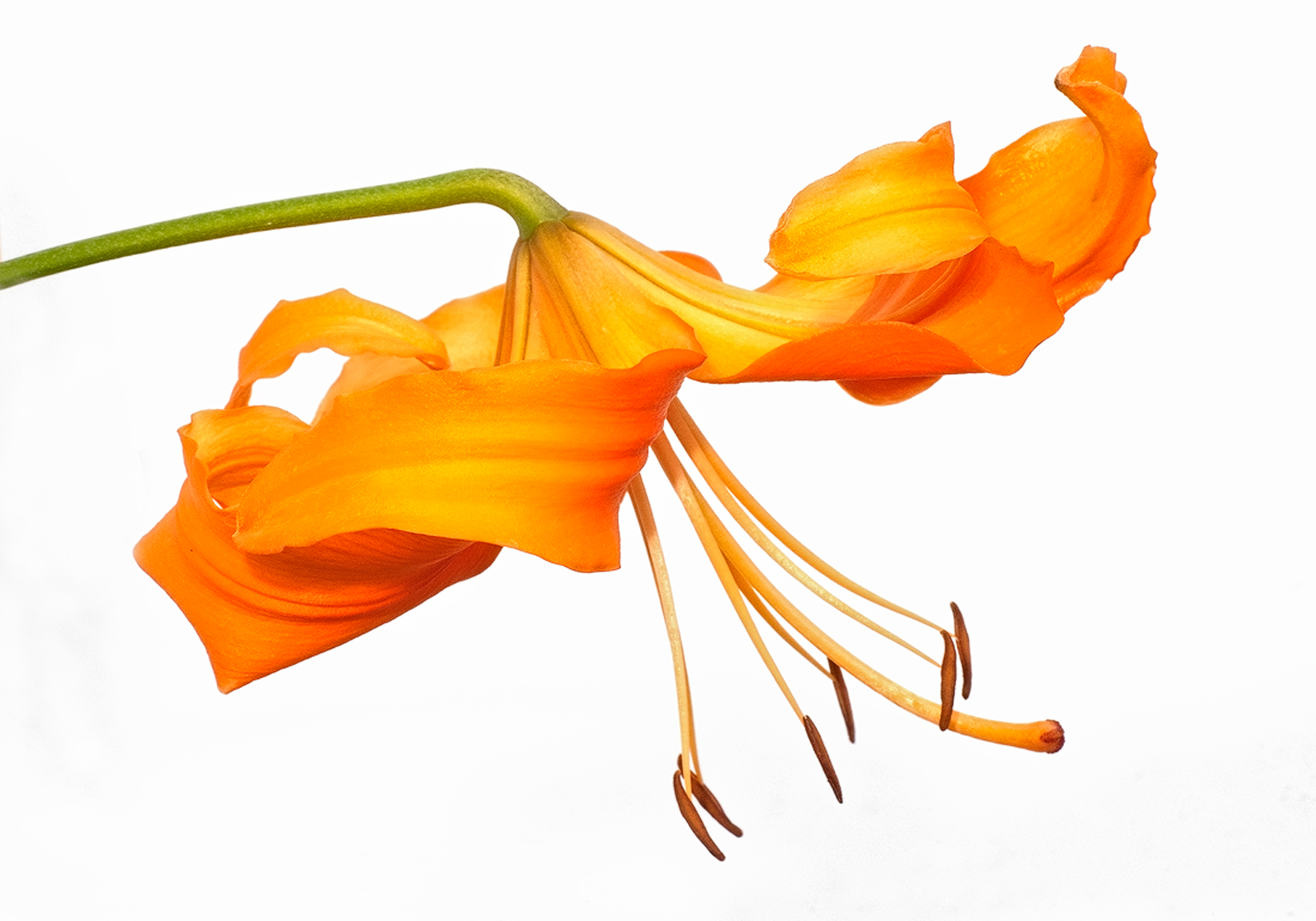 Tiger Lily