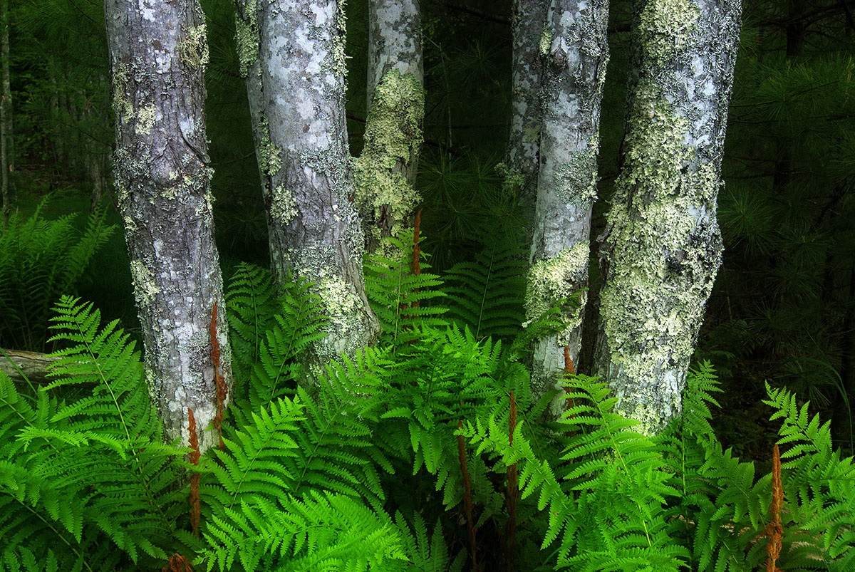 Sieur de Monts