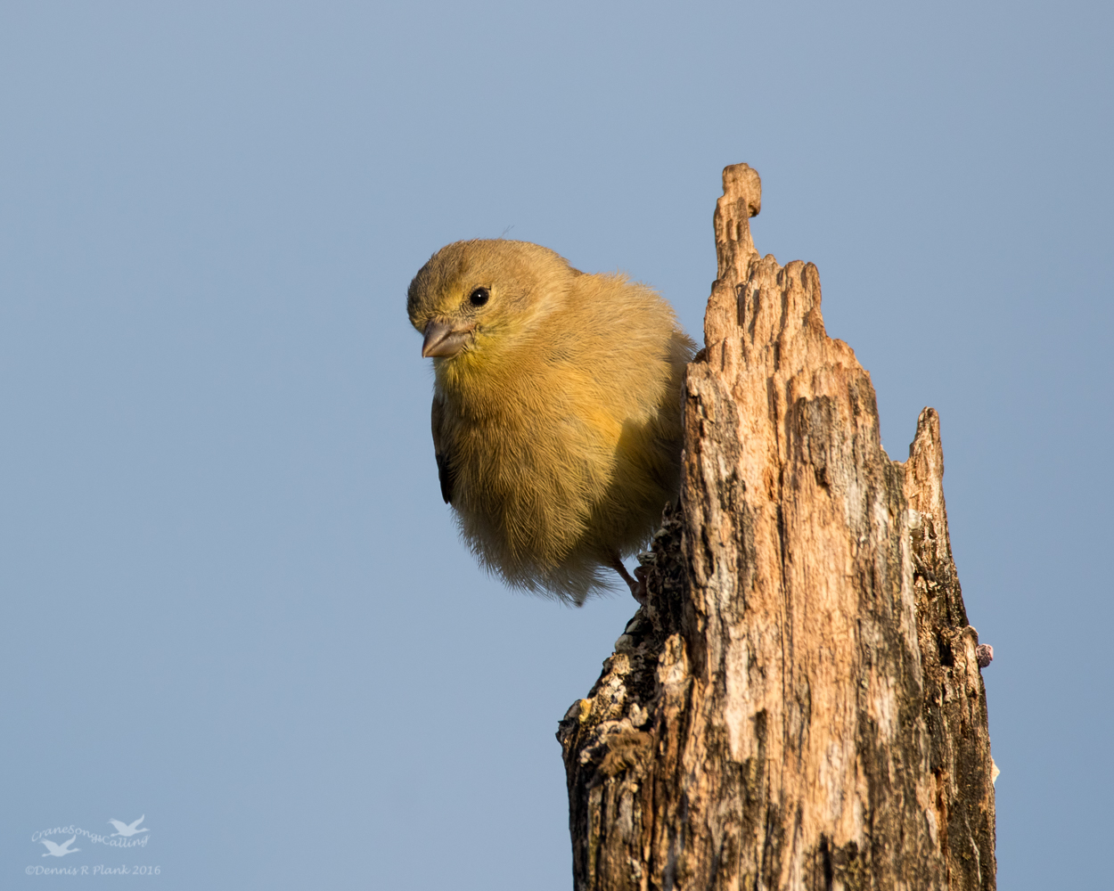 Fresh Goldfinch