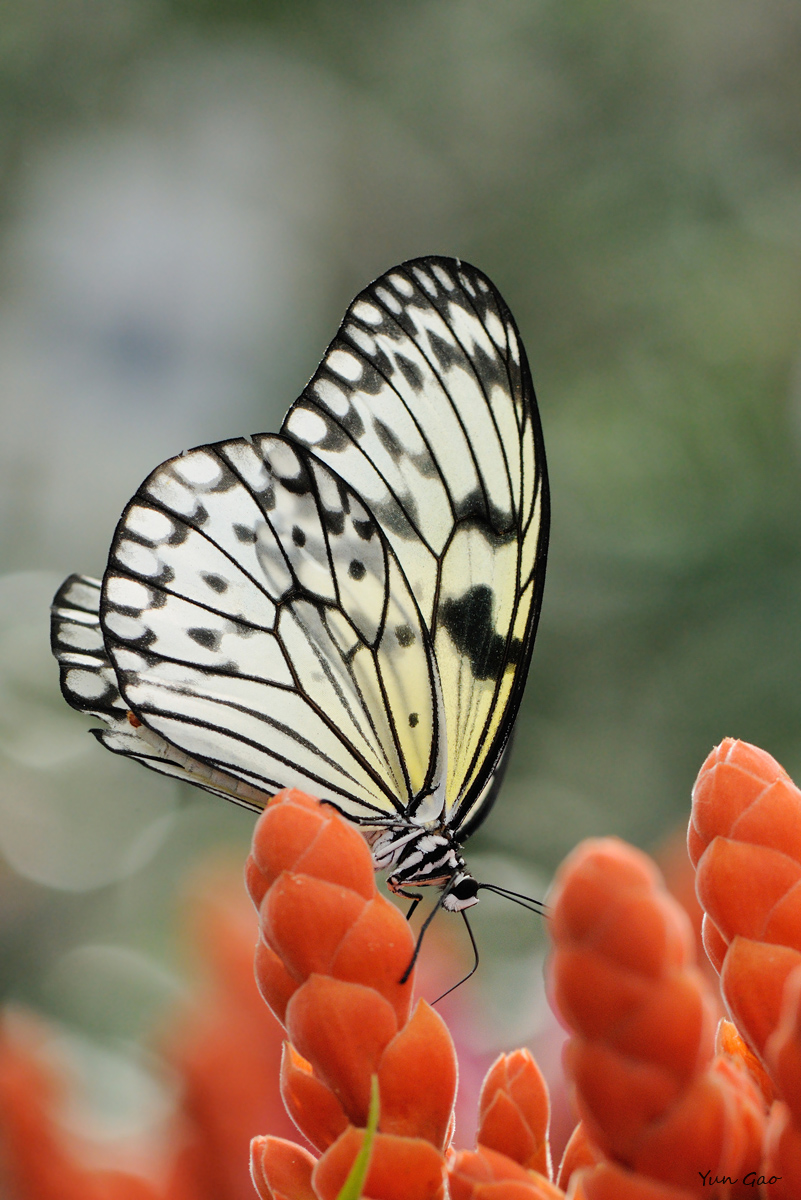 Translucent wings
