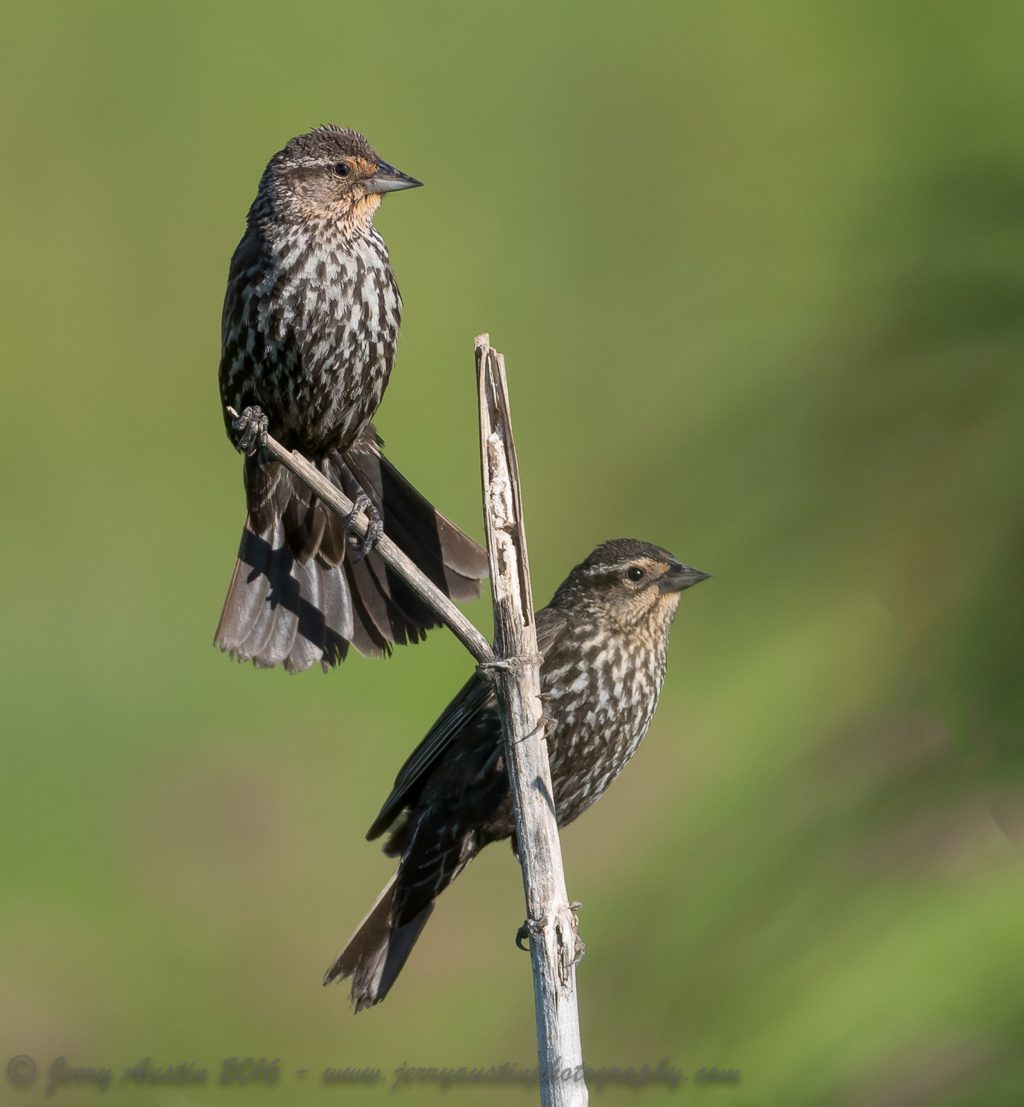 Red-Winged Blackbirds
