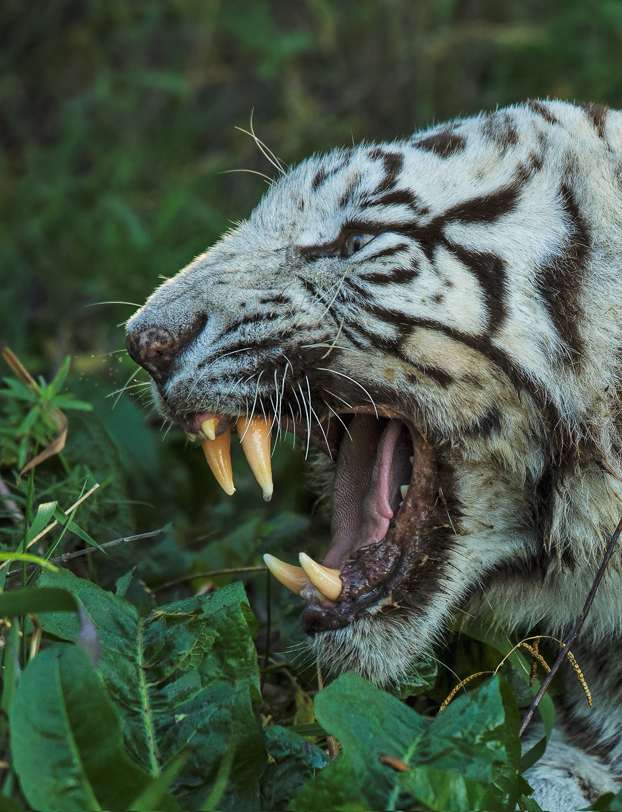 Whige Tiger