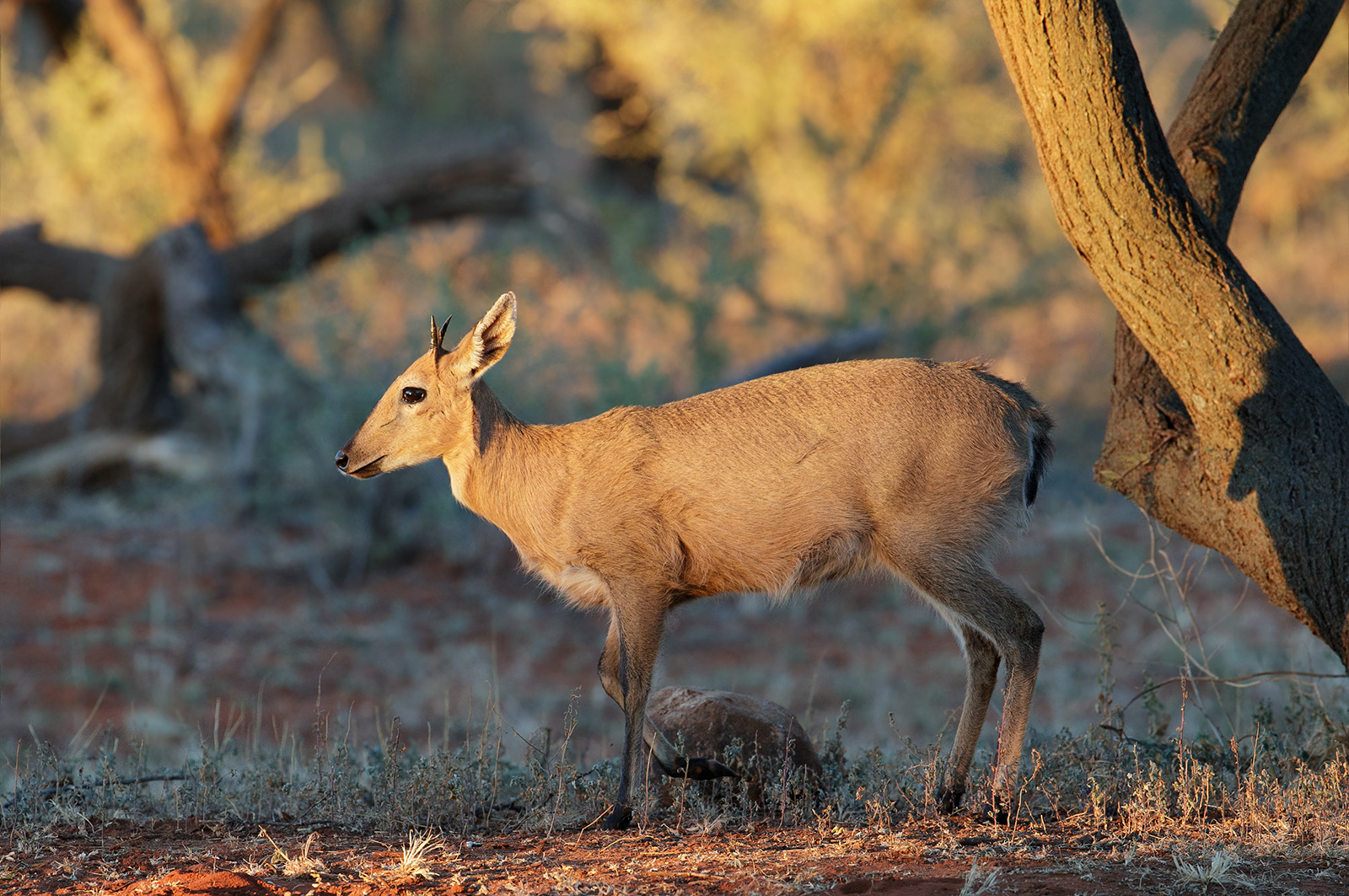 Grey Duiker