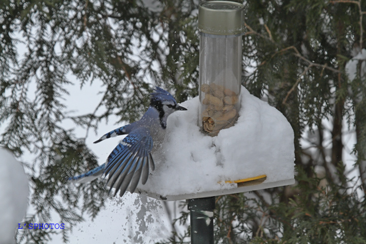 frenzied snow removal