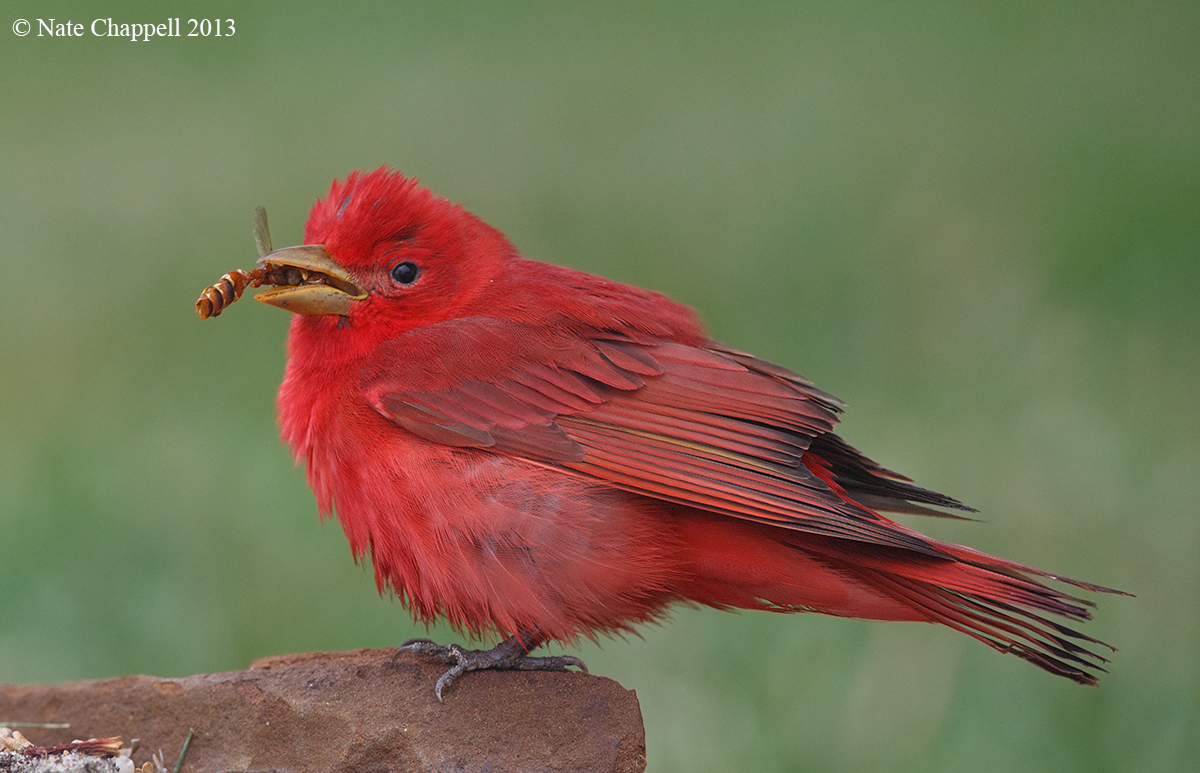 Summer Tanager with Wasp