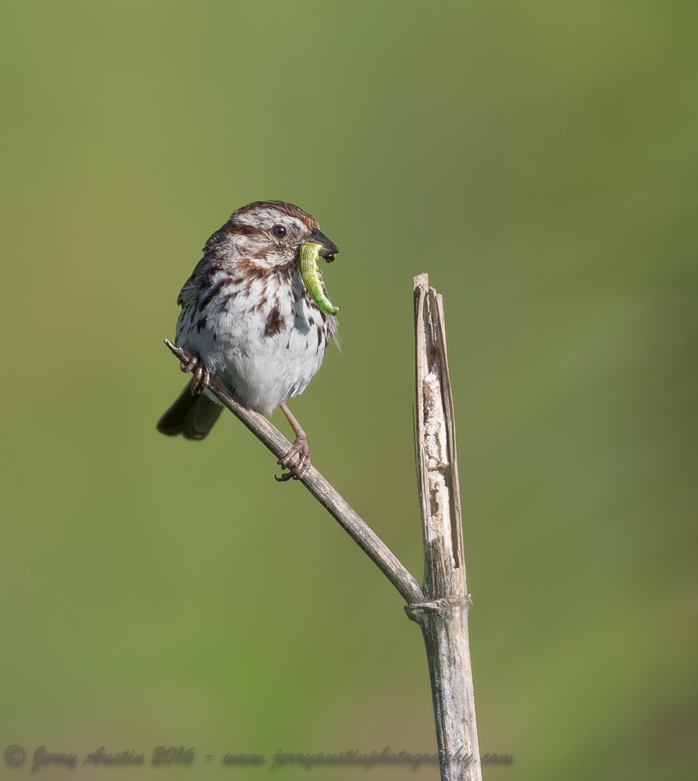 Song Sparrow Breakfast