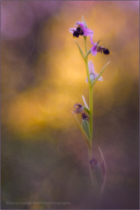 Evening Dream