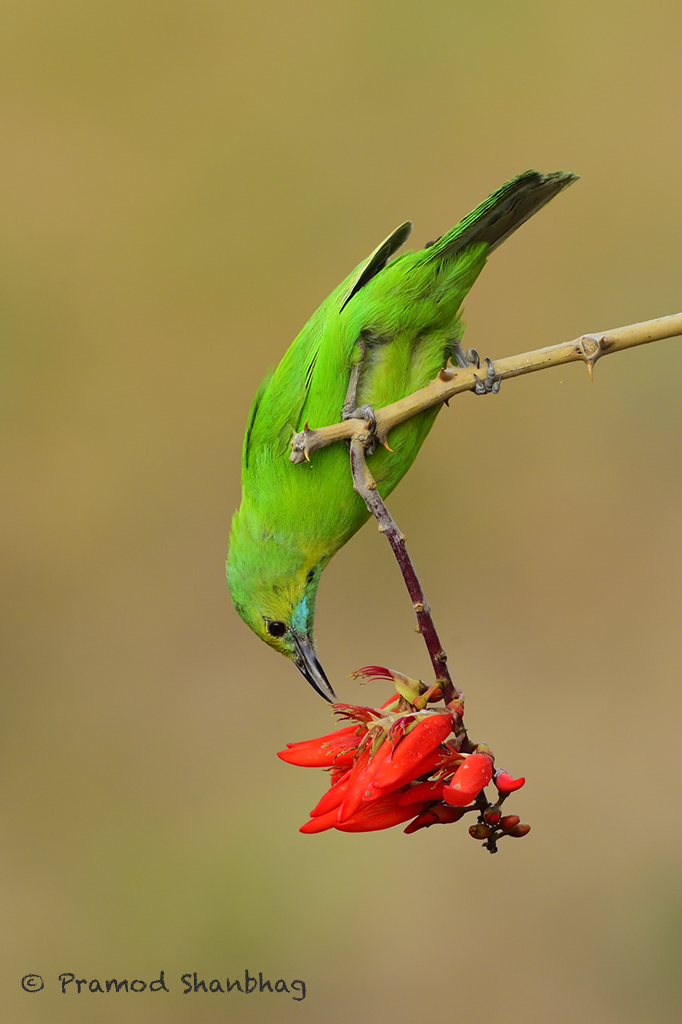 Jerdon's Leaf Bird