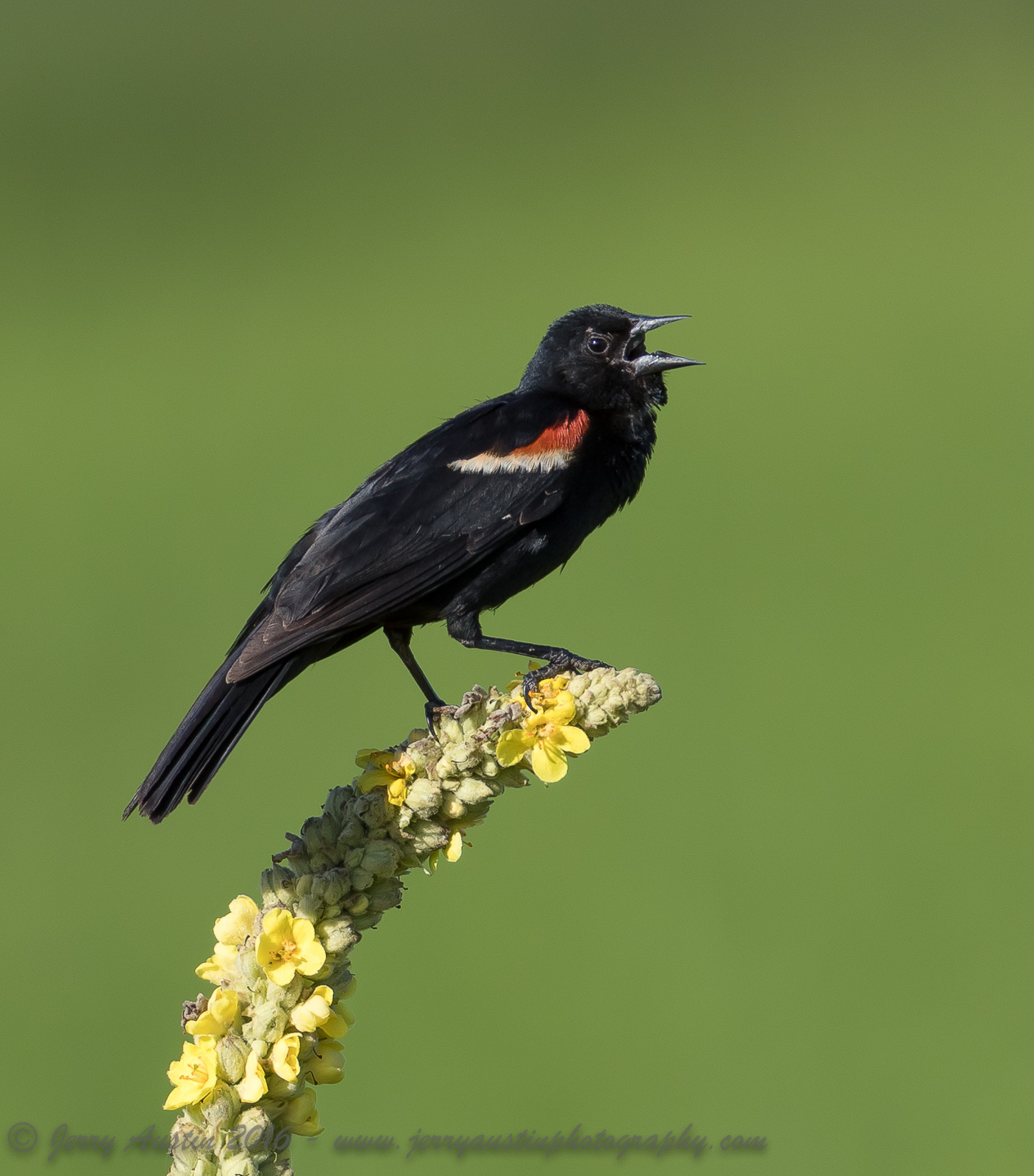 Wisconsin RW Blackbird