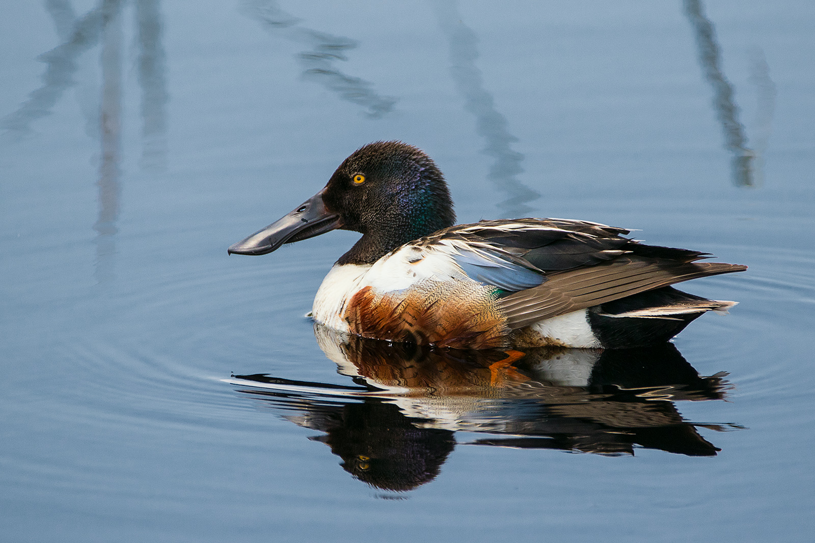 Northern Shoveler