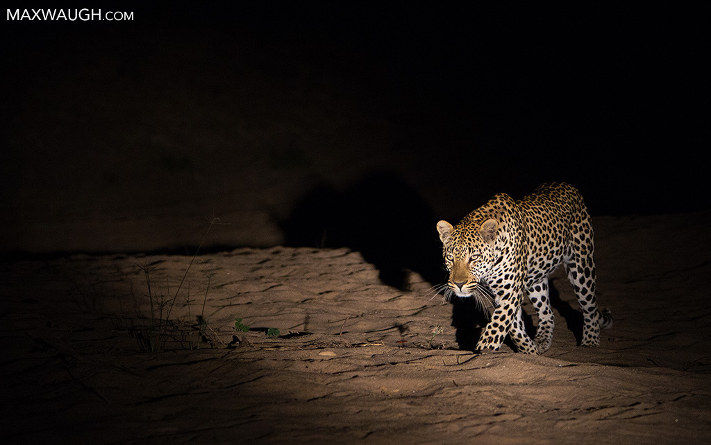 Leopard at Night