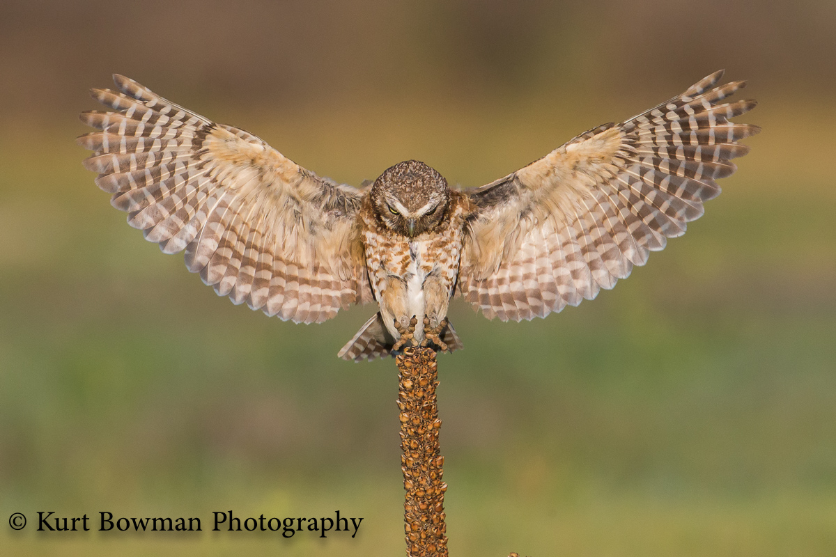 Avian - 1st HM