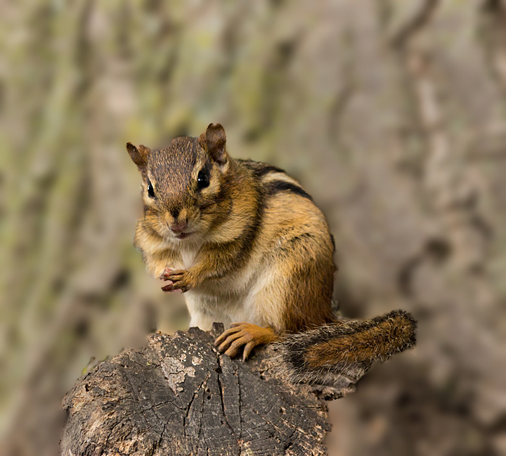 Praying for food