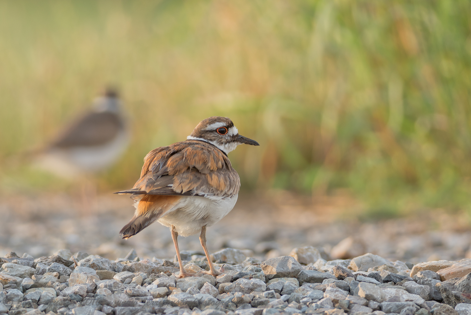 Texas Killdeer