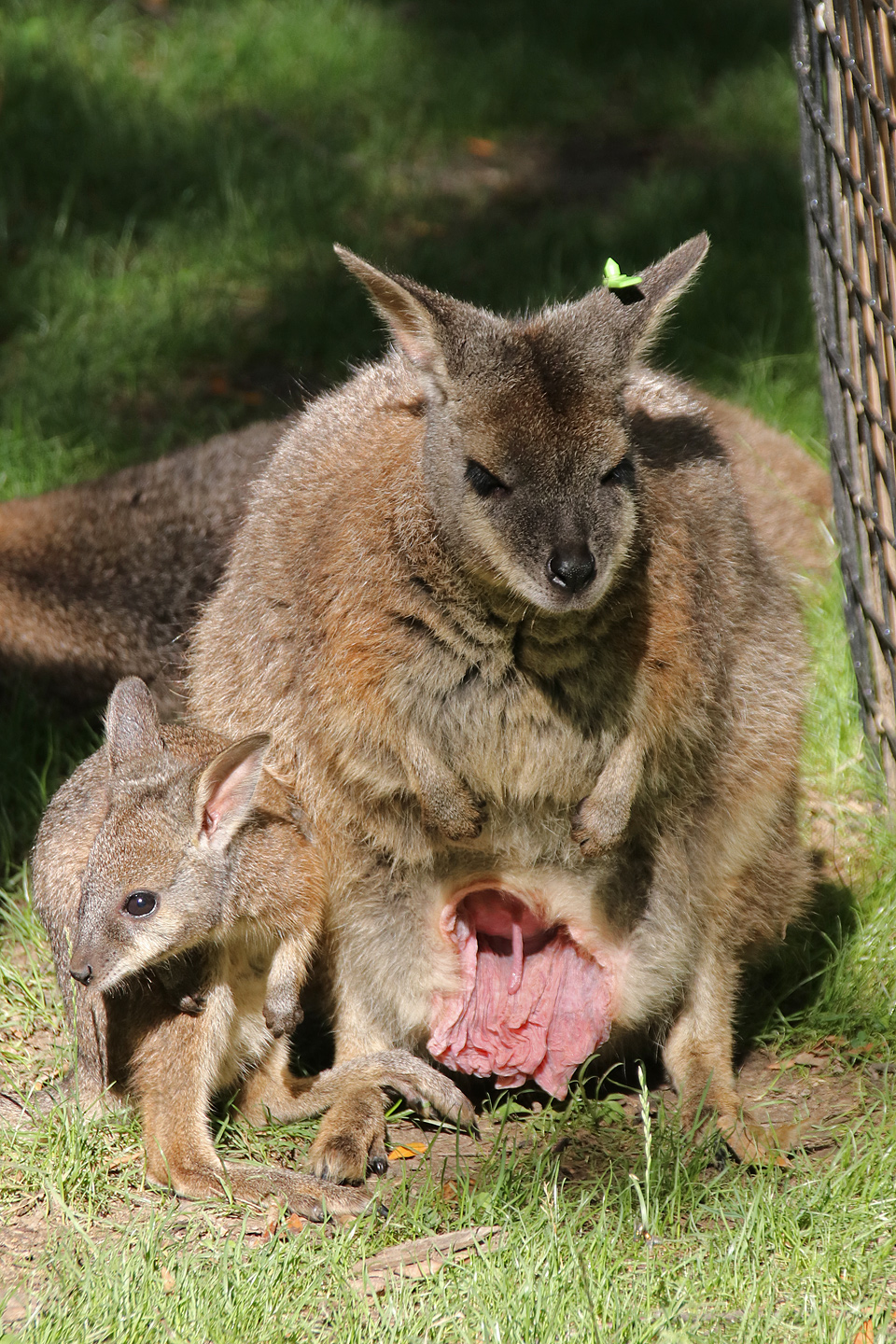 Marsupial pouch