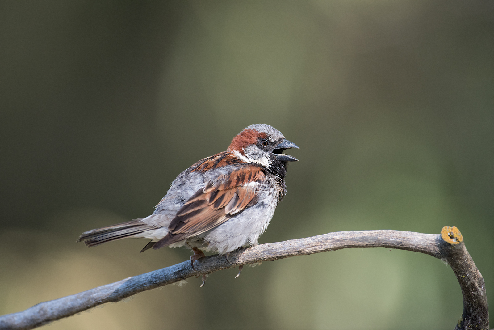 House Sparrow