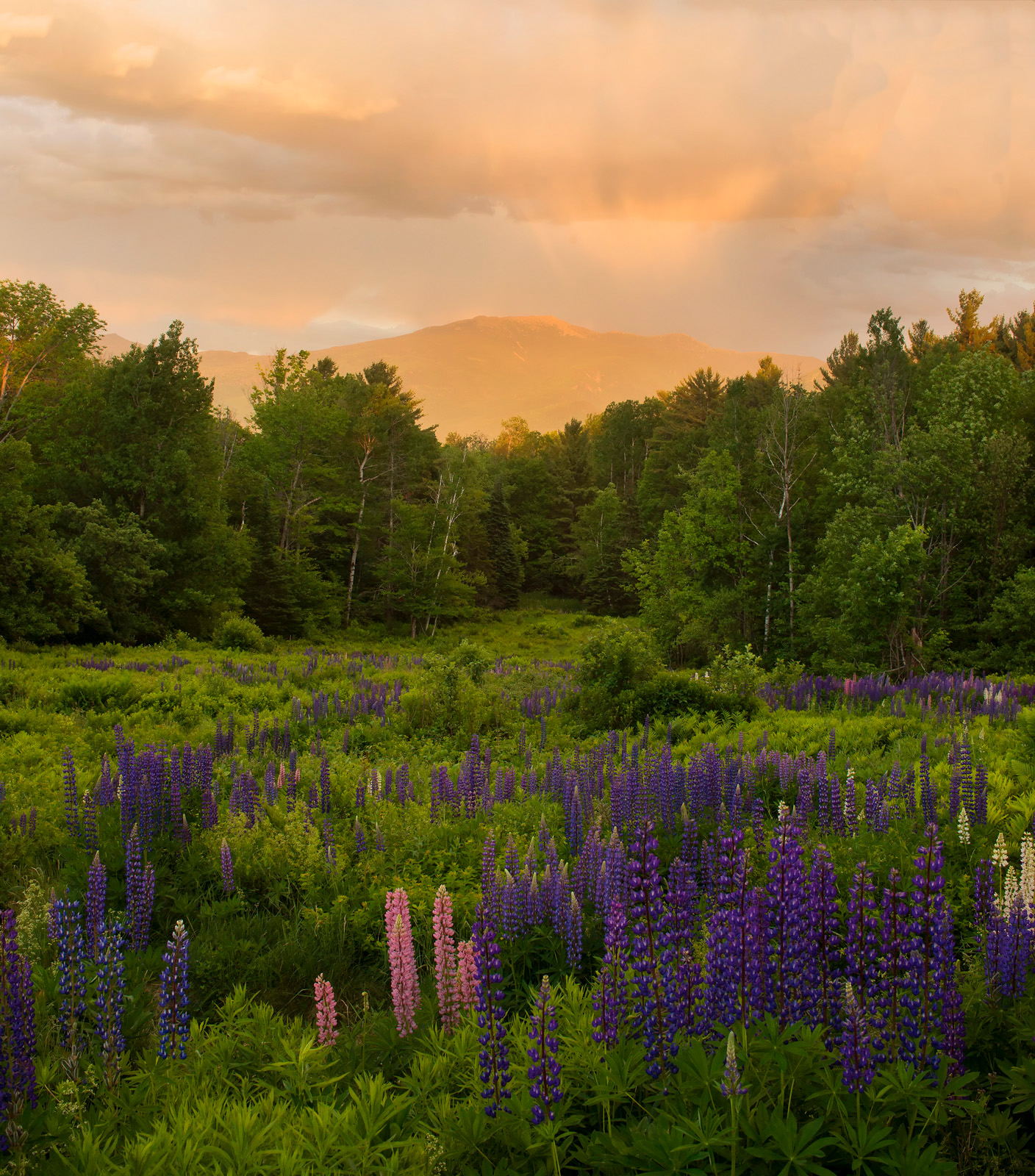 Sugar Hill Sunset + repost