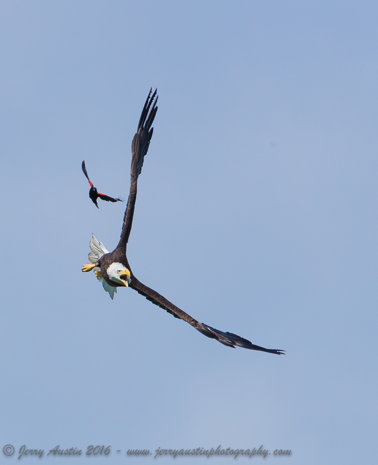 Aerial Combat