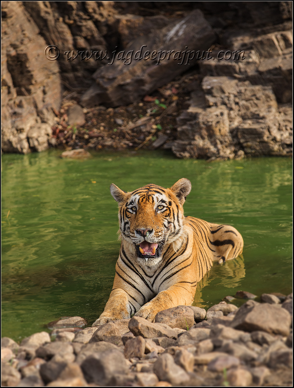 Tiger at the waterhole 2
