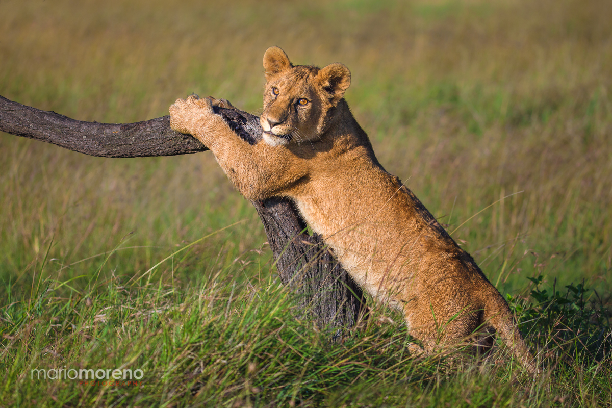 Claw Sharpening