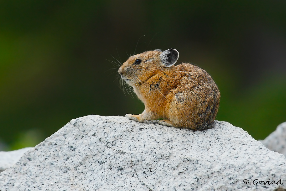 American Pika