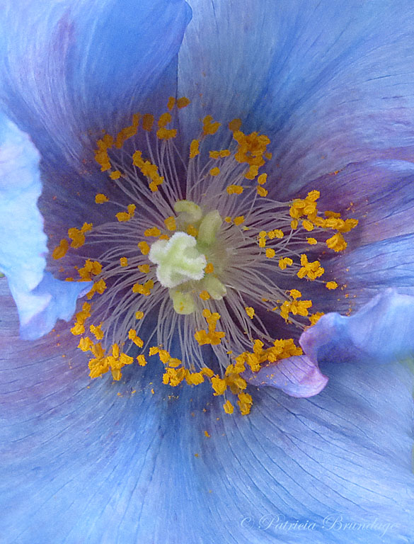 Blue Poppy #2