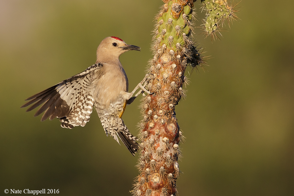 Gila Woodpecker