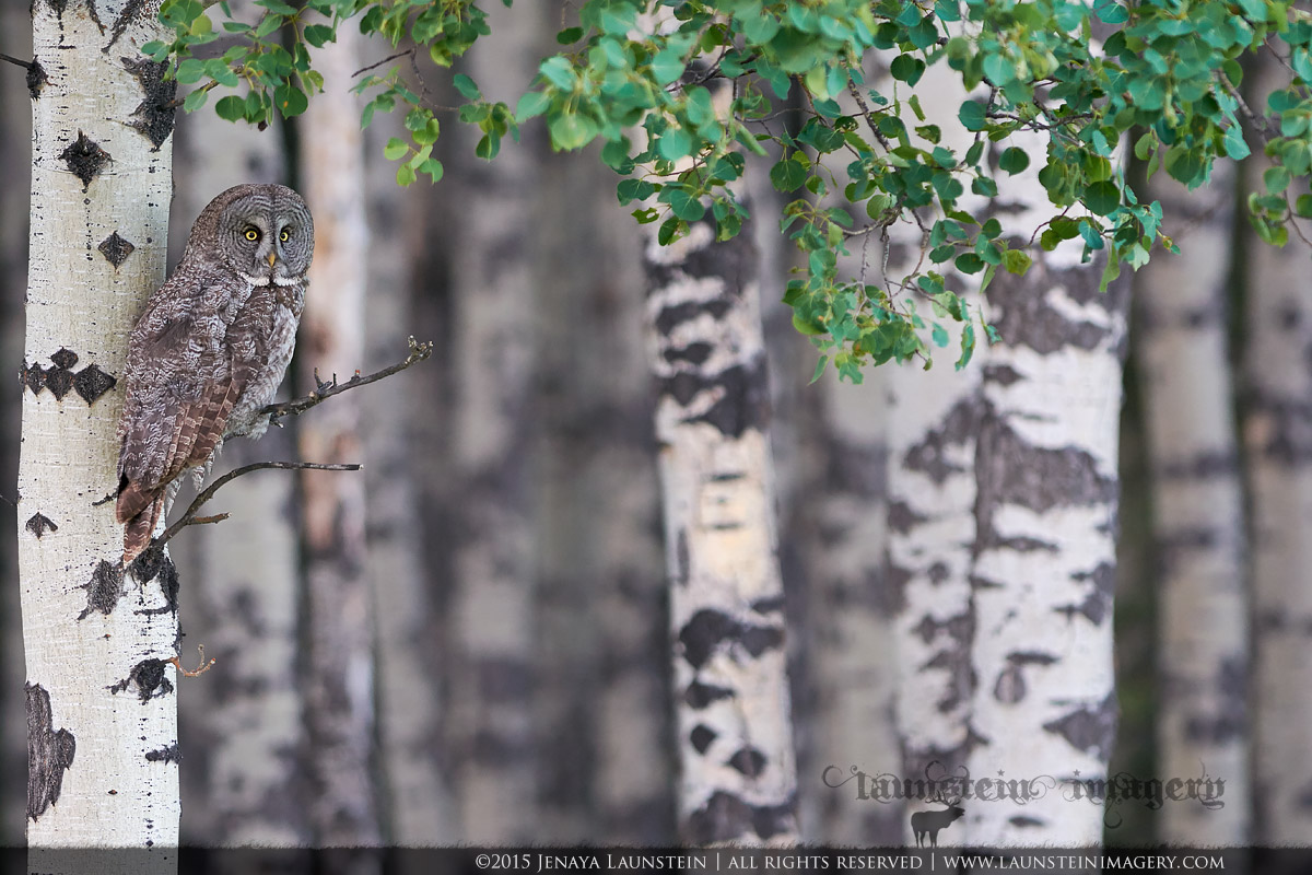 Among The Aspen