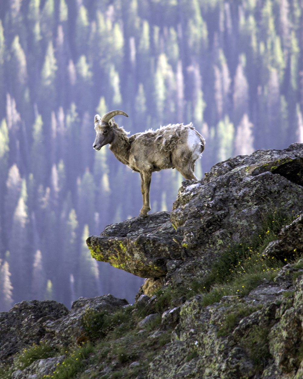 Bighorn
