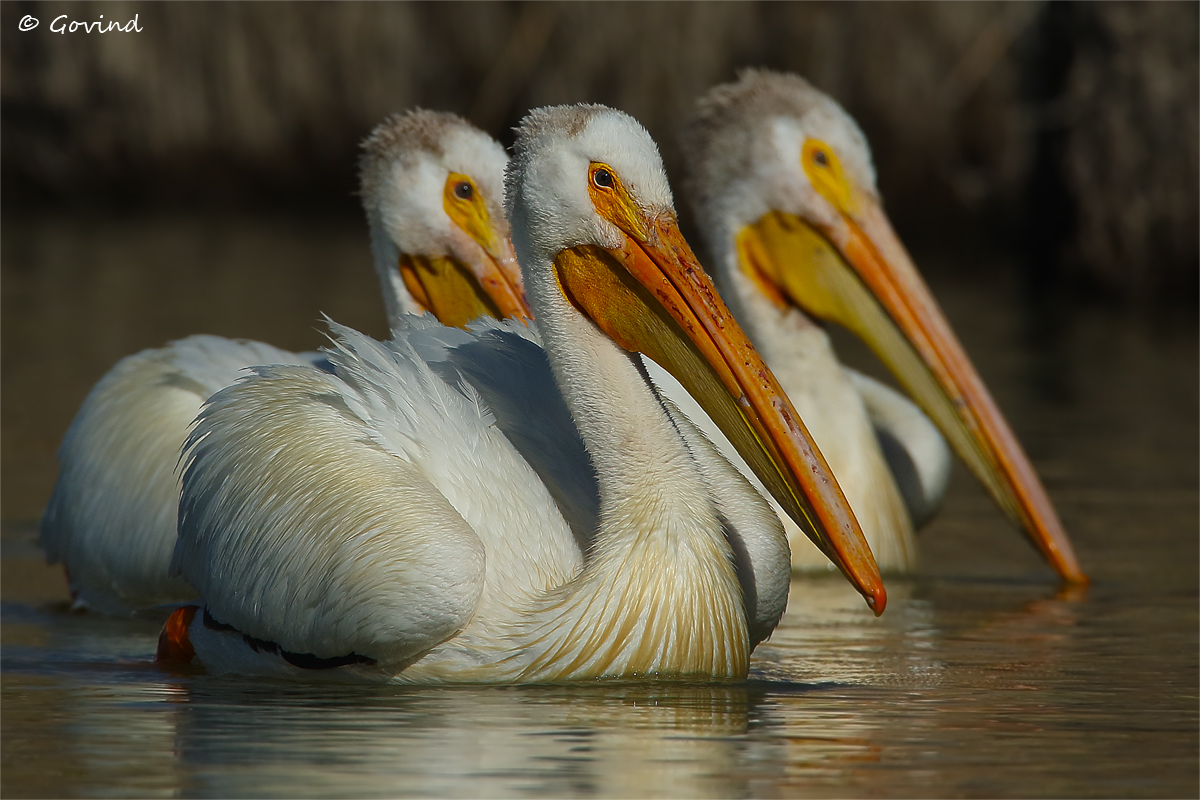American White Pelicans