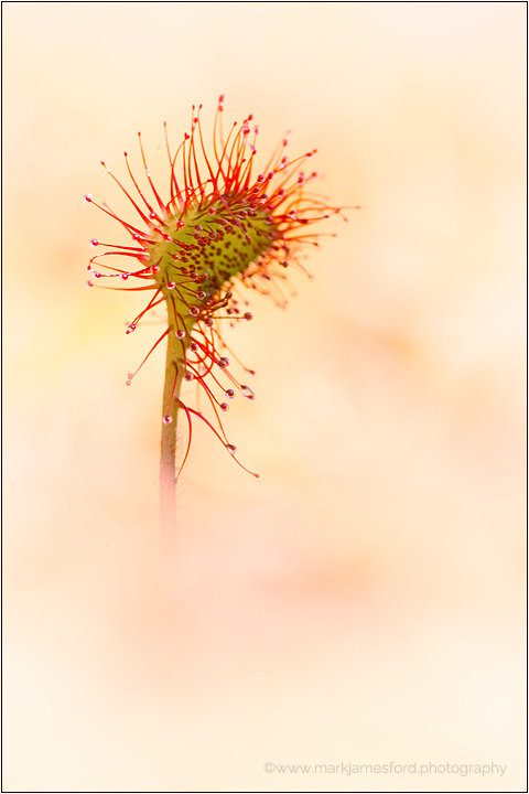 Drosera Romance II