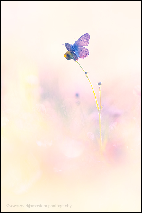 Amanda's Blue