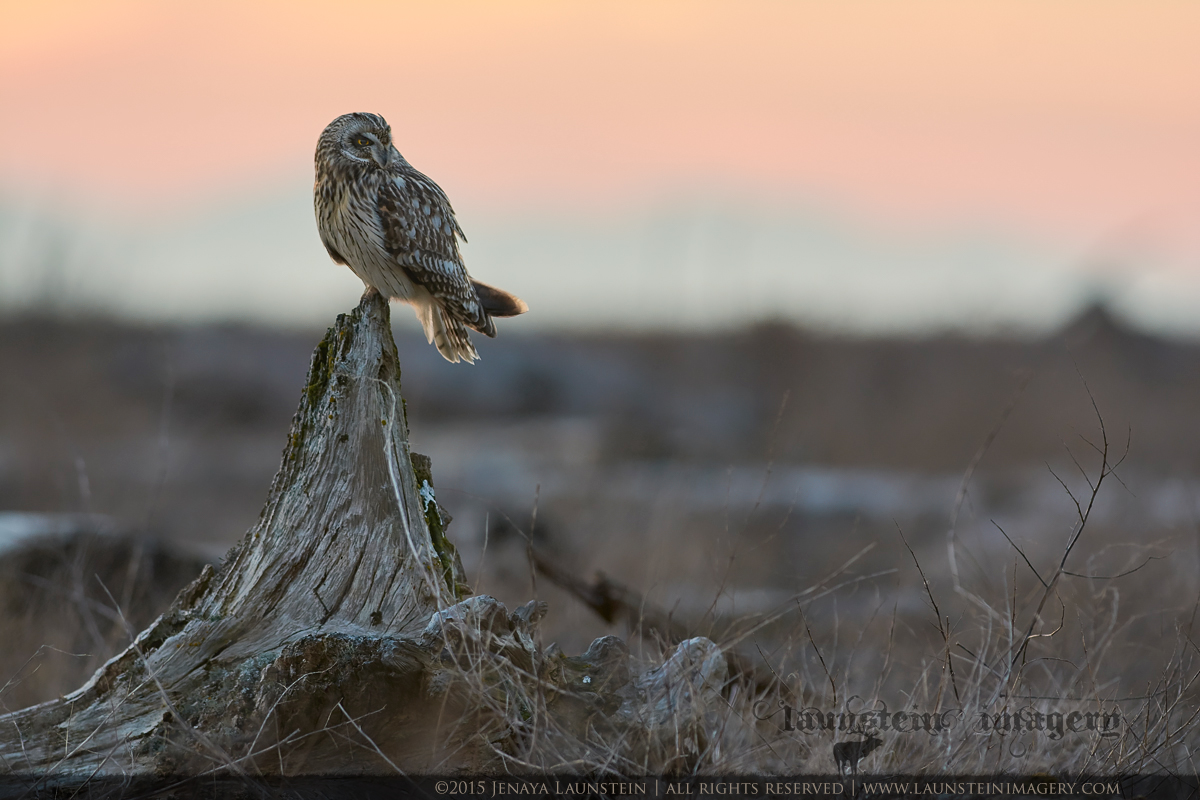 Sunset Short Eared