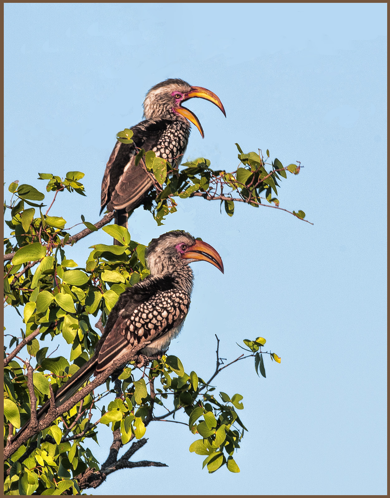 Hornbills