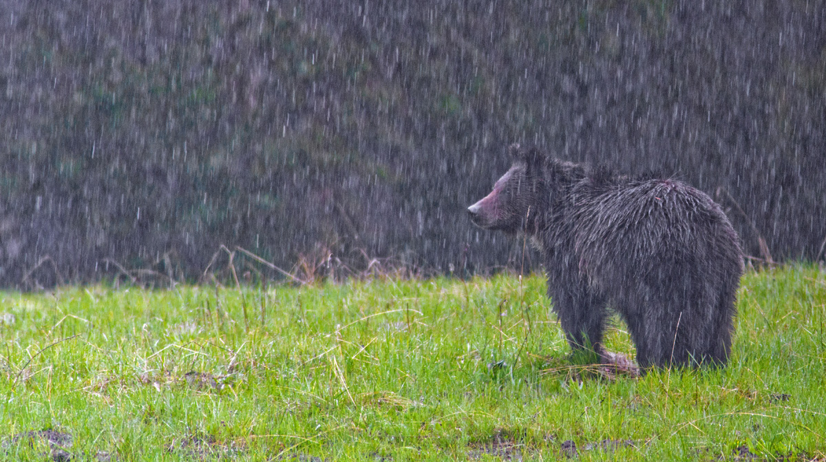 Lunch in the Rain