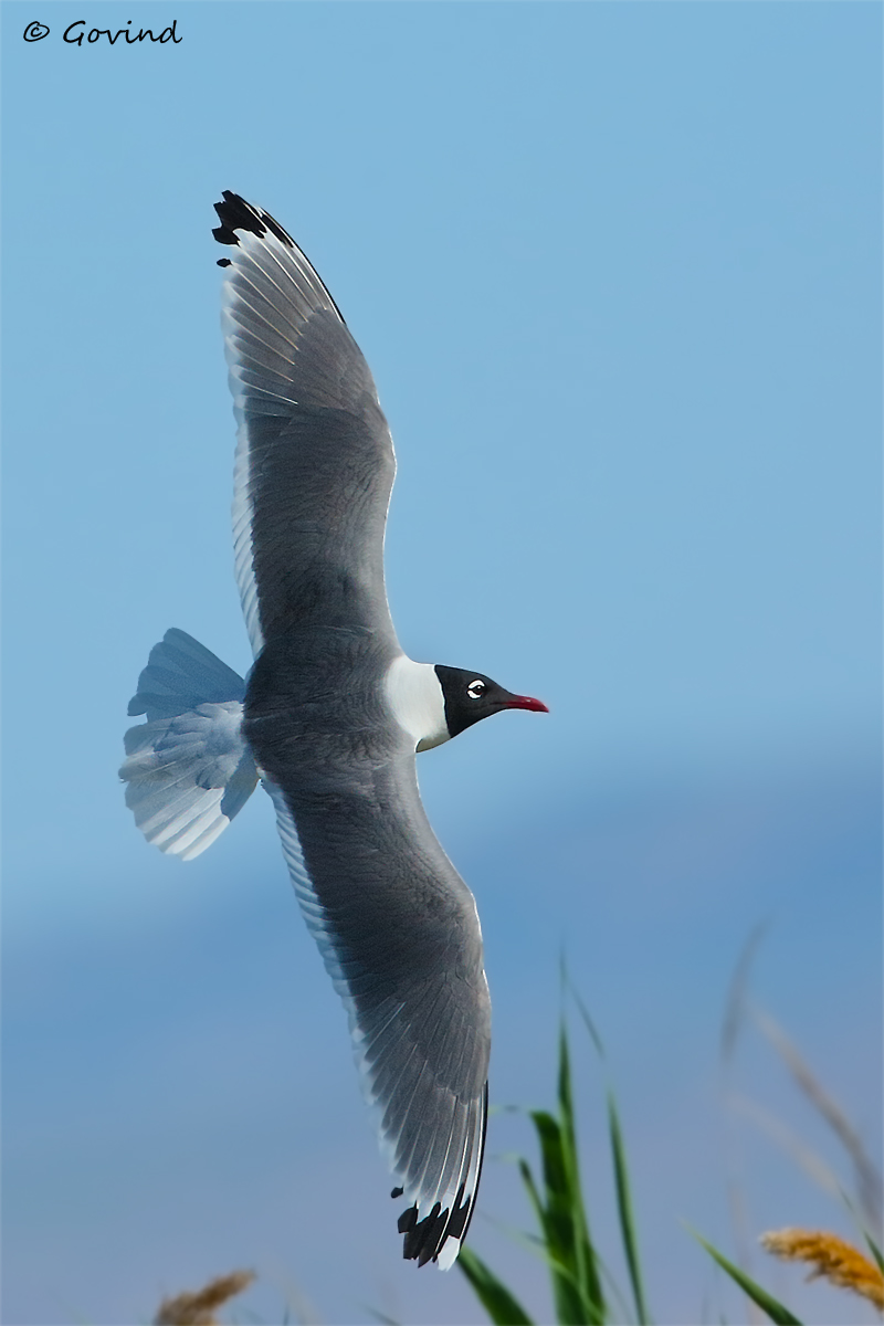 Franklin's gull