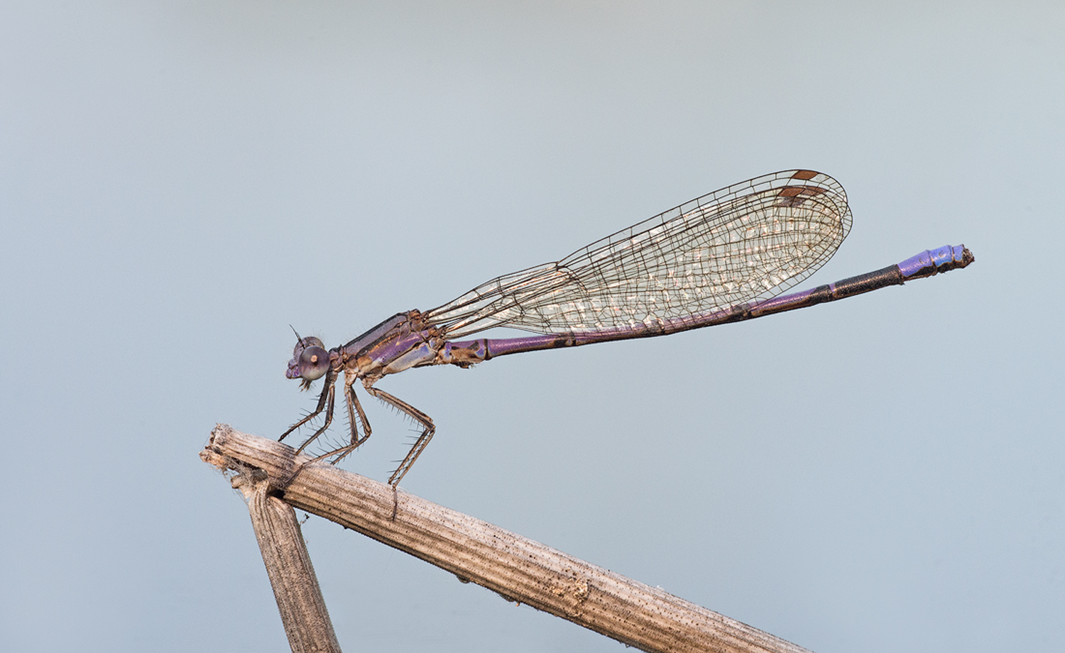 Violet Dancer